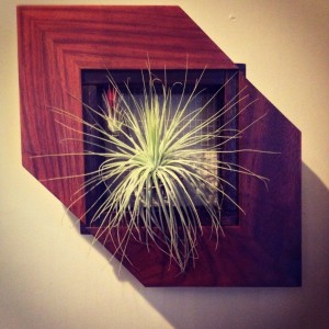 Airplant holder made from recycled materials.